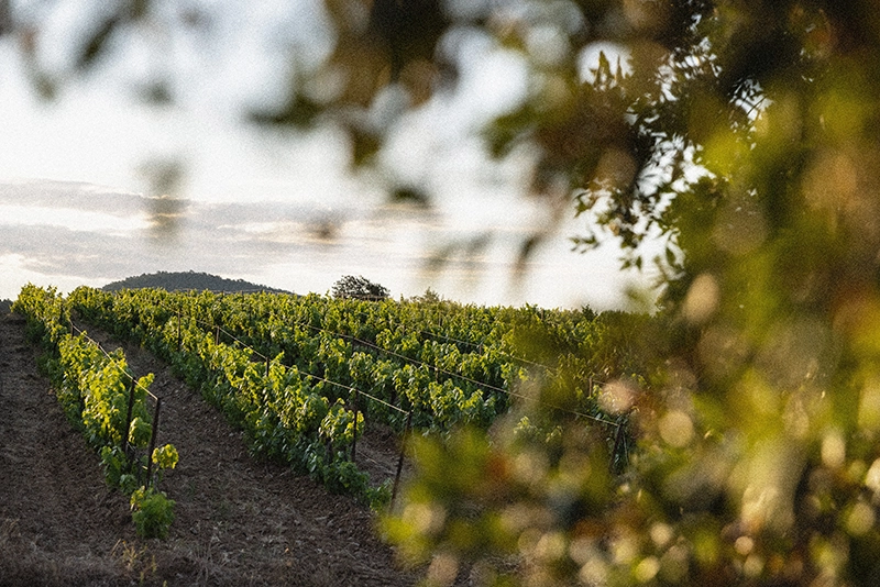 Les vignes en dormance chez Figuière en Provence