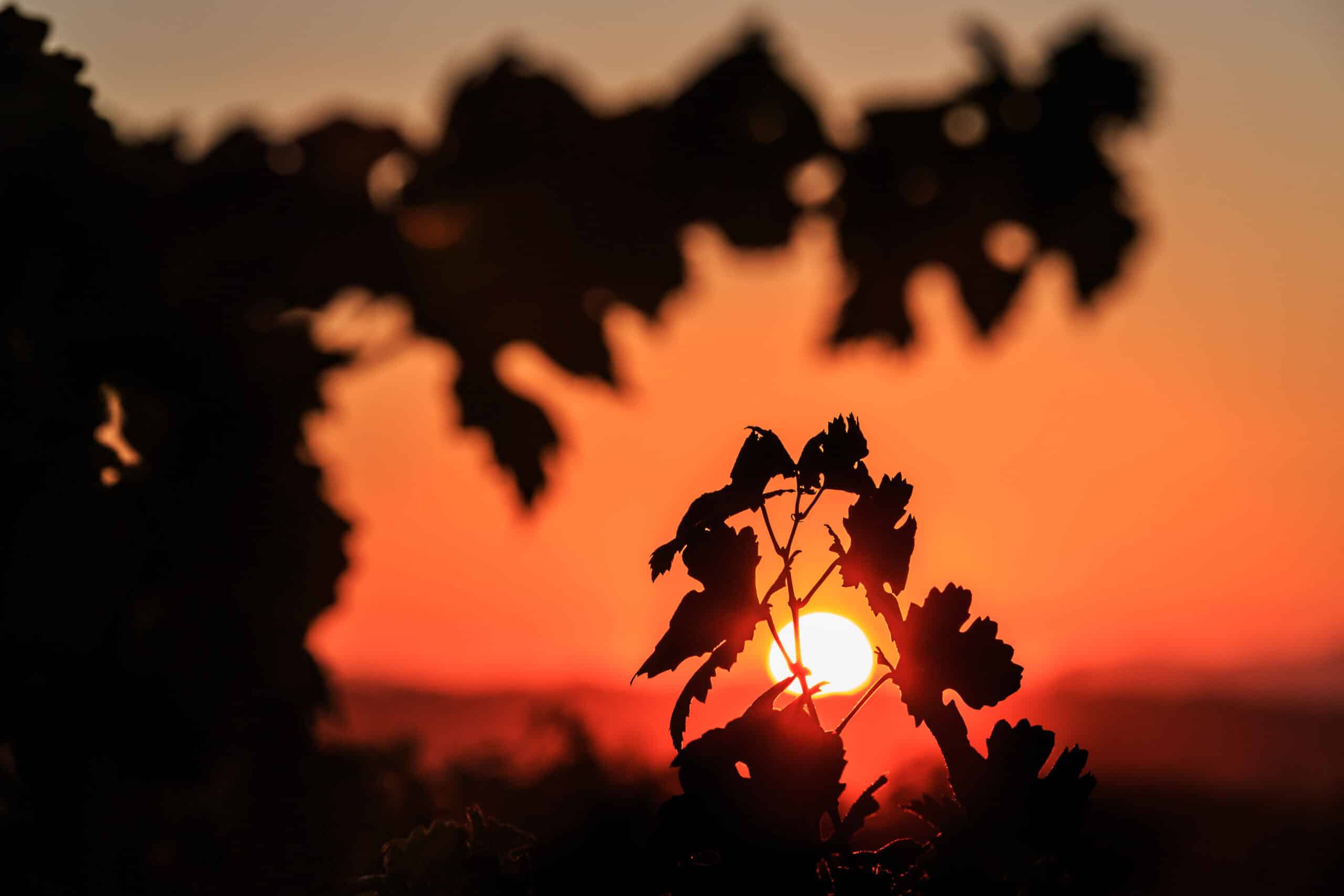 les vignobles Figuière en dormance