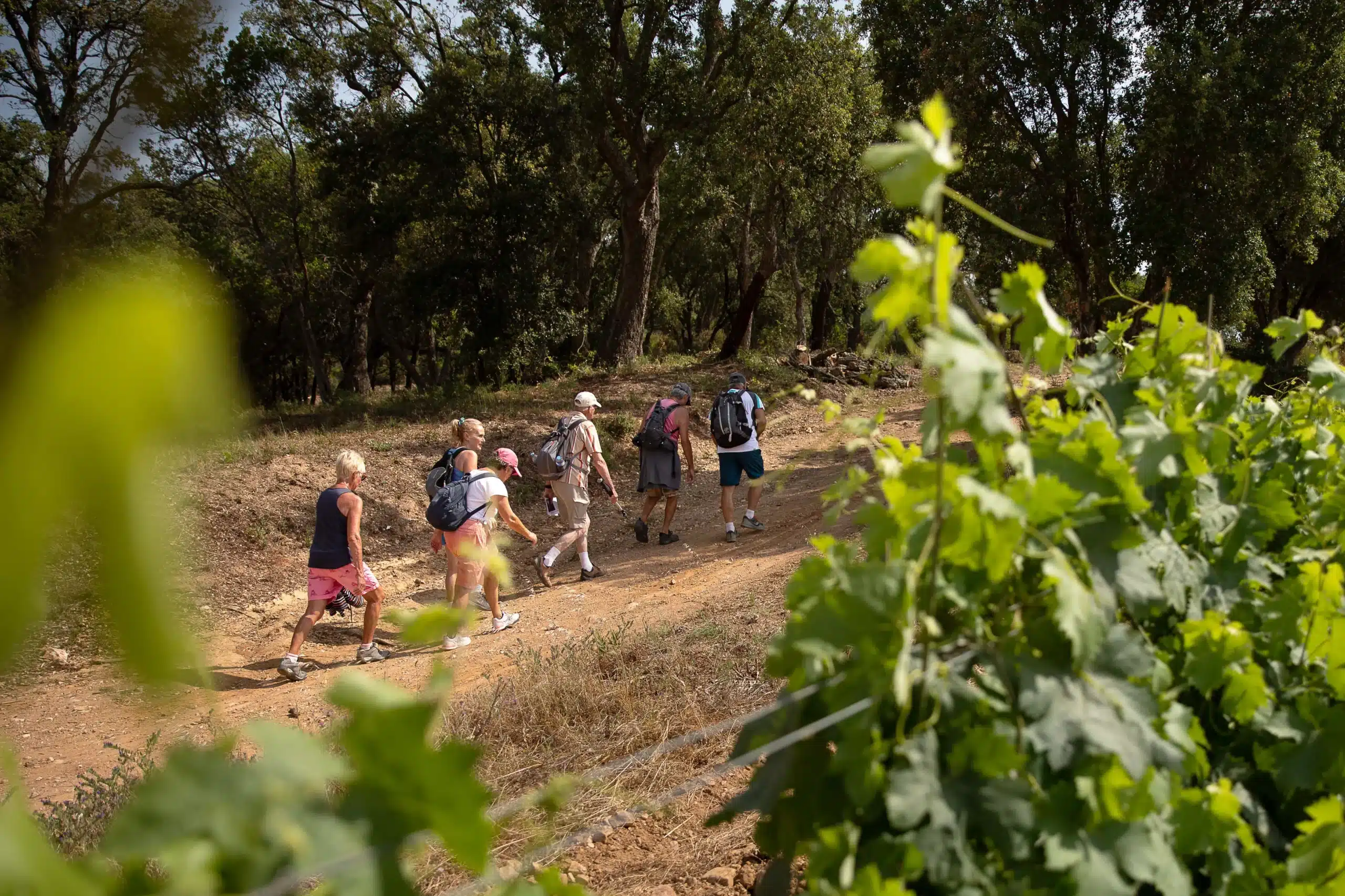 Balade-pedestre-figuiere