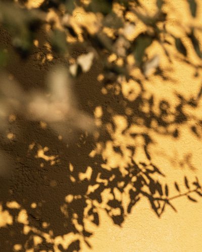 Figuiere-olivier-ombre